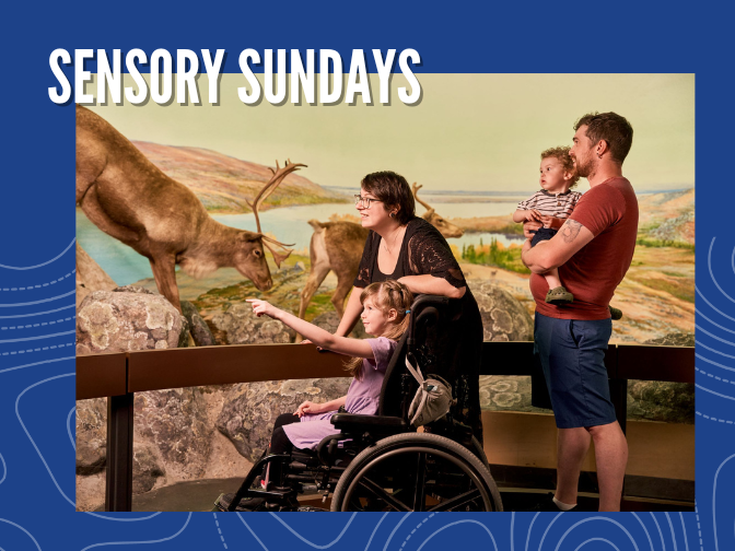 Two adults and two children by the caribou diorama in the Manitoba Museum Arctic and Sub-Arctic Gallery. The older child, seated in a wheelchair, smiles and points out to an aspect of the diorama, and the younger child is held by one of the adults. The photo is on a blue background with "Sensory Sundays" written along the top.
