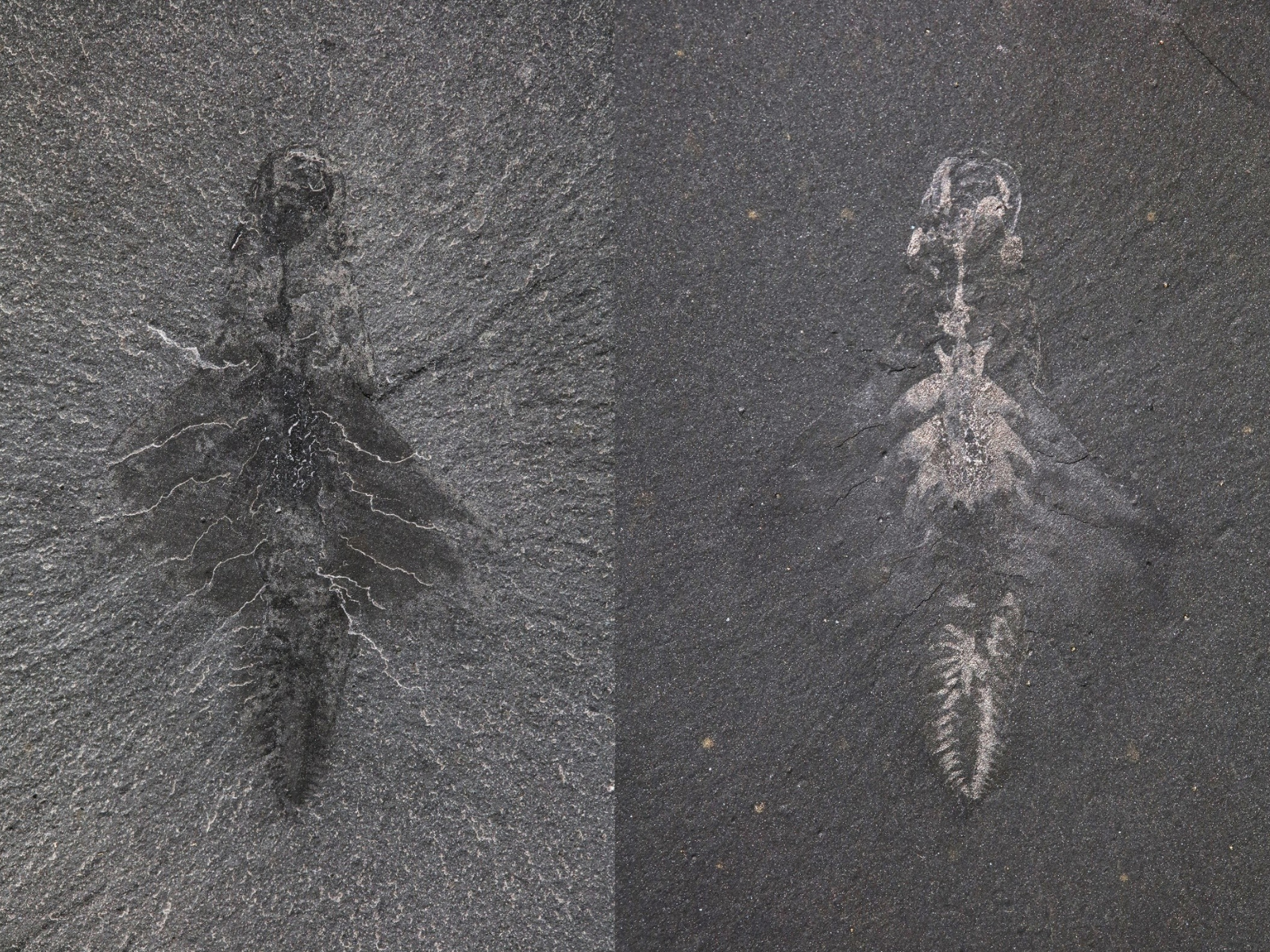 Two photographs of a Mosura fentoni fossil specimen under different lighting conditions The left photo shows the general outline of the specimen with a rounded abdomen and bulby head and tail ends. The right side shows the brain and circulatory system within the fossil.