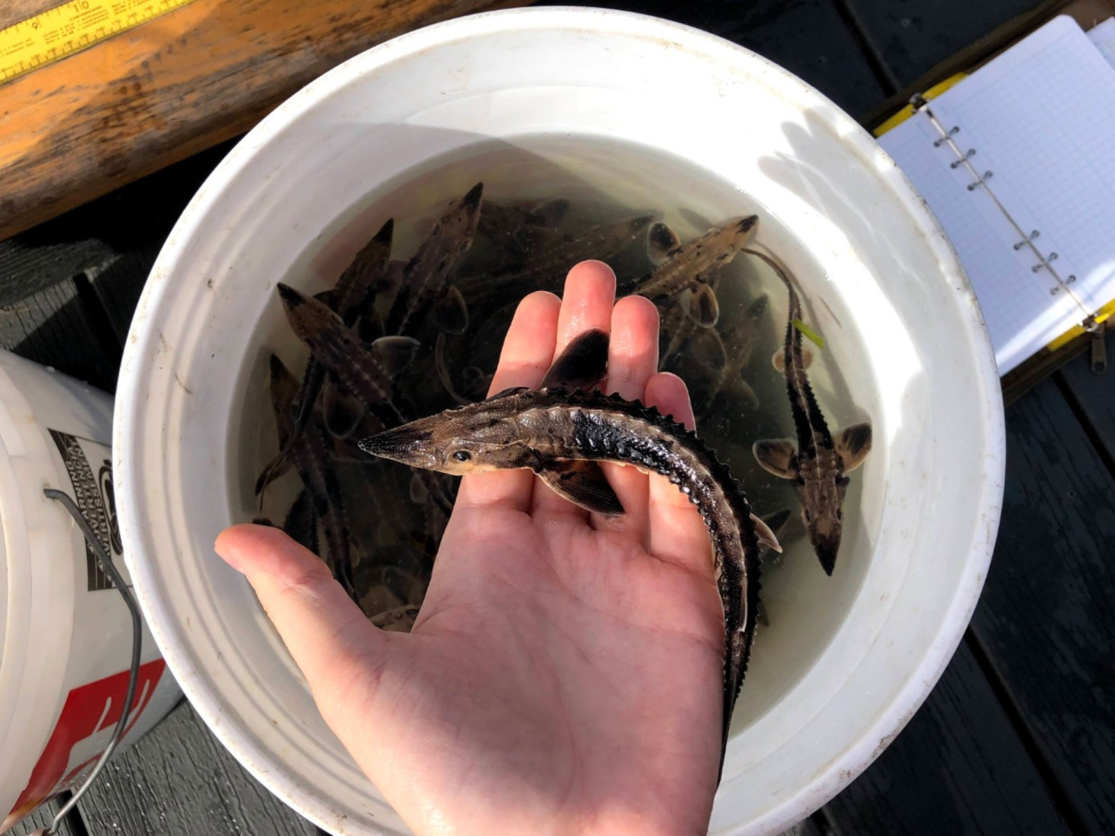 A person's hand holds a very small Lake sturgeon across their fingers over a bucket of water filled with more young Lake sturgeons.