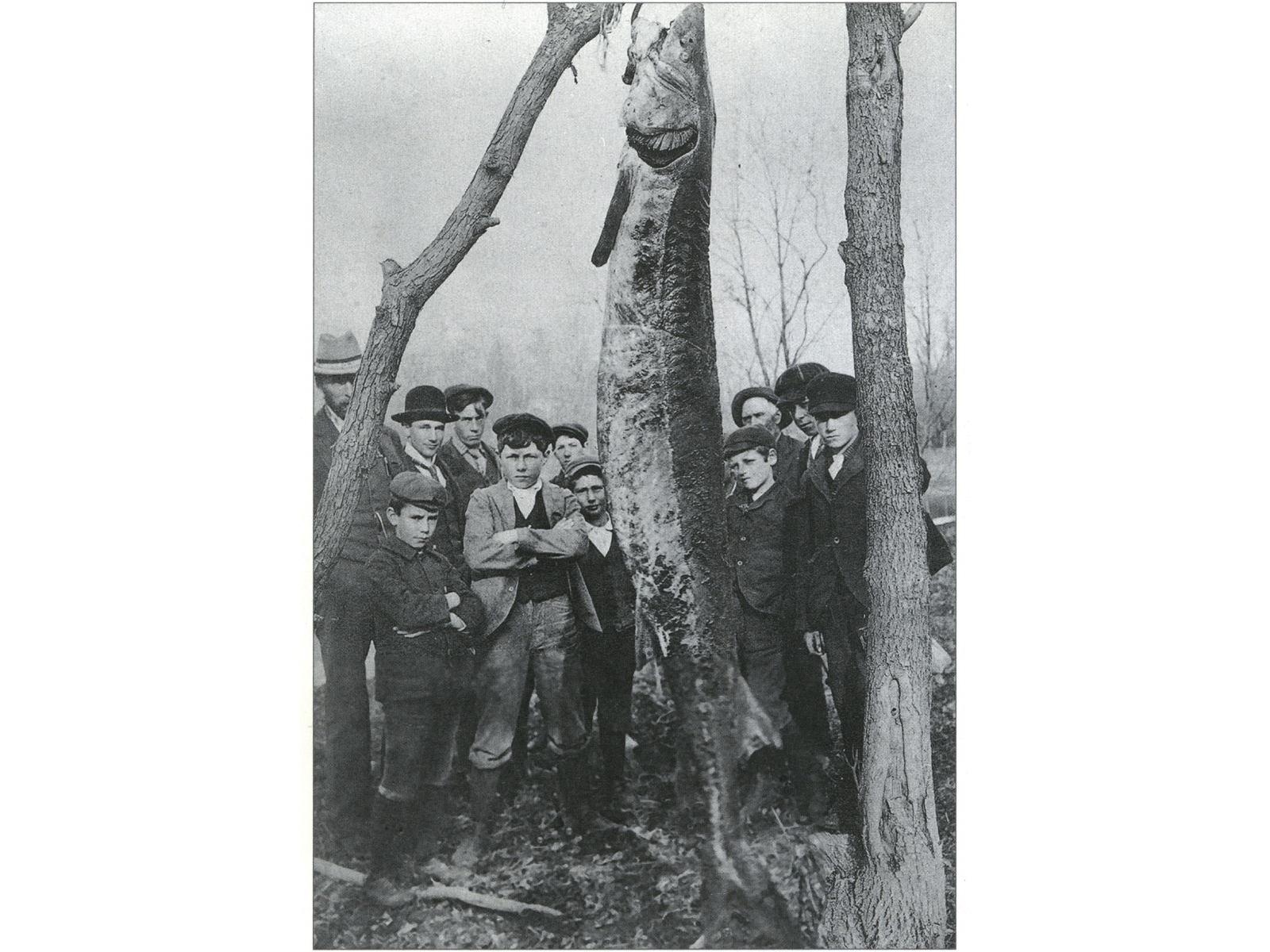 A black and white photo showing a group of youth and young men standing around a very large sturgeon, strung up in front of them from a tree. The tallest individual in the photo comes about halfway up the length of the hanging fish.