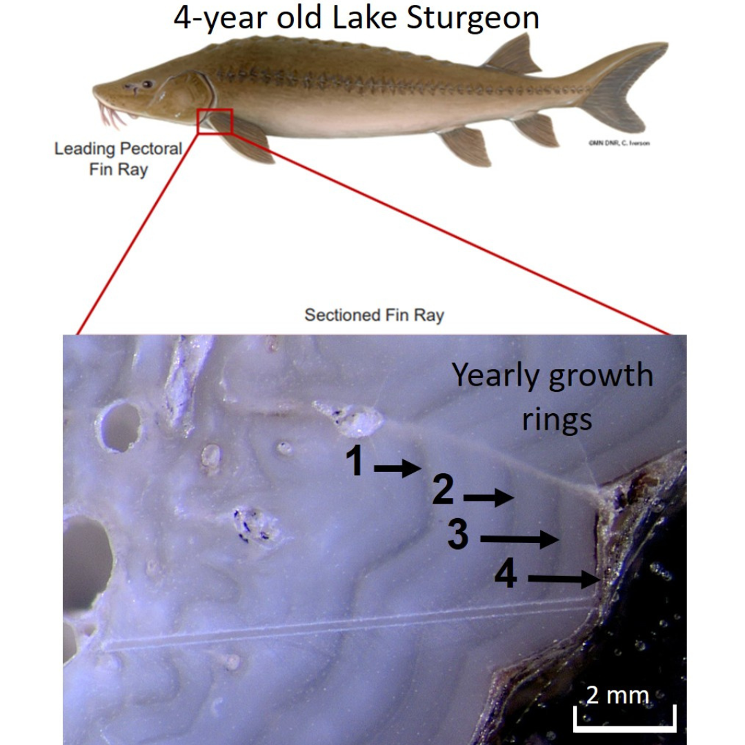 Top, an illustration of a four year old Lake Sturgeon from the side showing the leading pectorial fin ray where the segment is taken from. Below, a magnified image of the section with overlayed text and arrows showing the yearly growth rings for years 1, 2, 3, and 4.