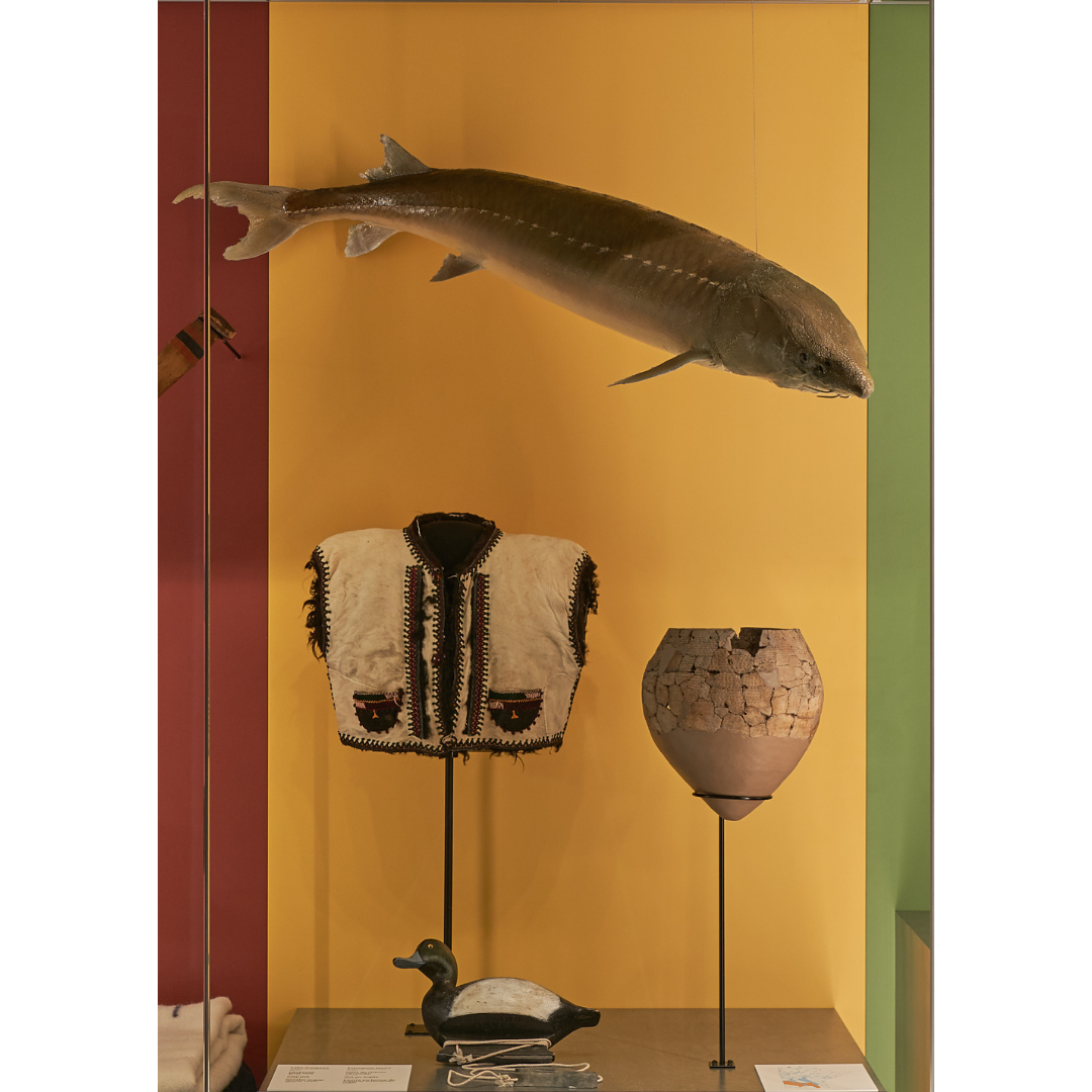 A museum display case with a yellow background containing a hanging Lake Sturgeon specimen, a fur vest, a clay pot, and a duck decoy.