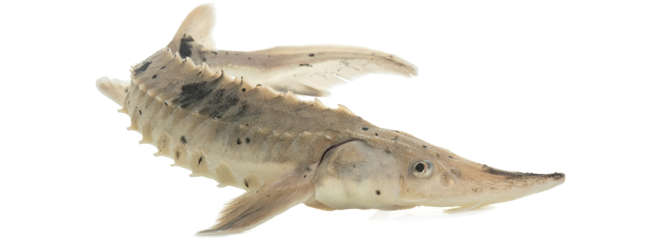 A young Lake Sturgeon specimen against a white background. The fish is a creamy-grey colour, with an elongated, pointed nose, and small spines along its lower sides.