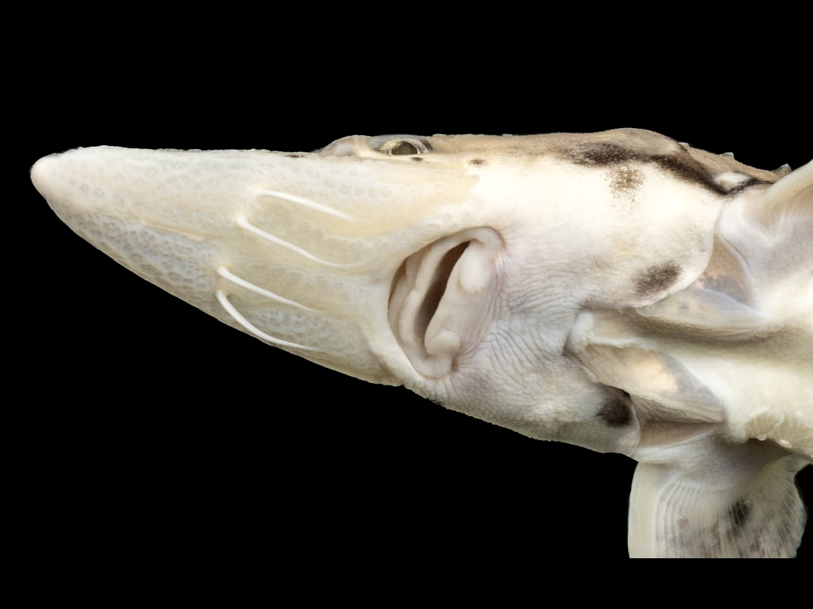 Close-up on the underside of a young Lake Sturgeon's head. Midway down the elongated, pointed nose are four thread-like barbels, followed by the fish's wide, toothless mouth.