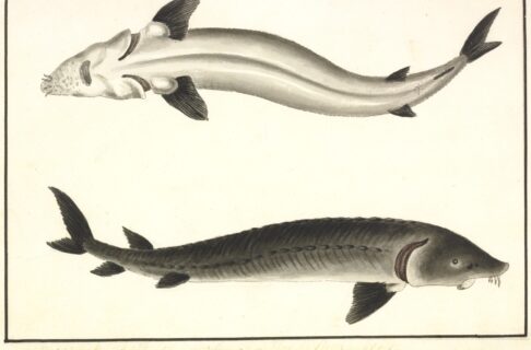 A monochromatic painting on yellowed paper showing the bottom and side view of a large fish, white underneath and gray above, with dangling barbels beneath the snout in front of an underslung mouth.