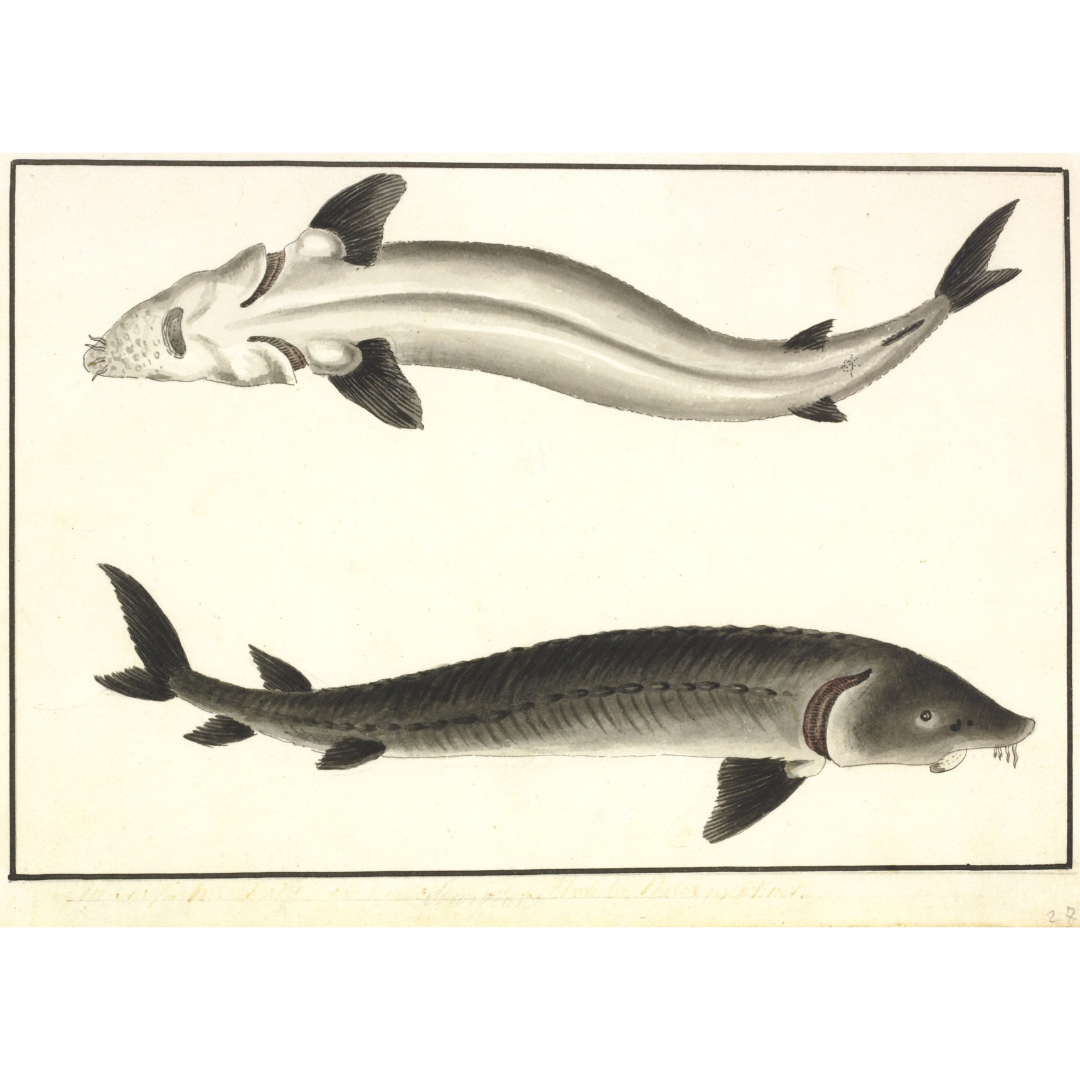 A monochromatic painting on yellowed paper showing the bottom and side view of a large fish, white underneath and gray above, with dangling barbels beneath the snout in front of an underslung mouth.