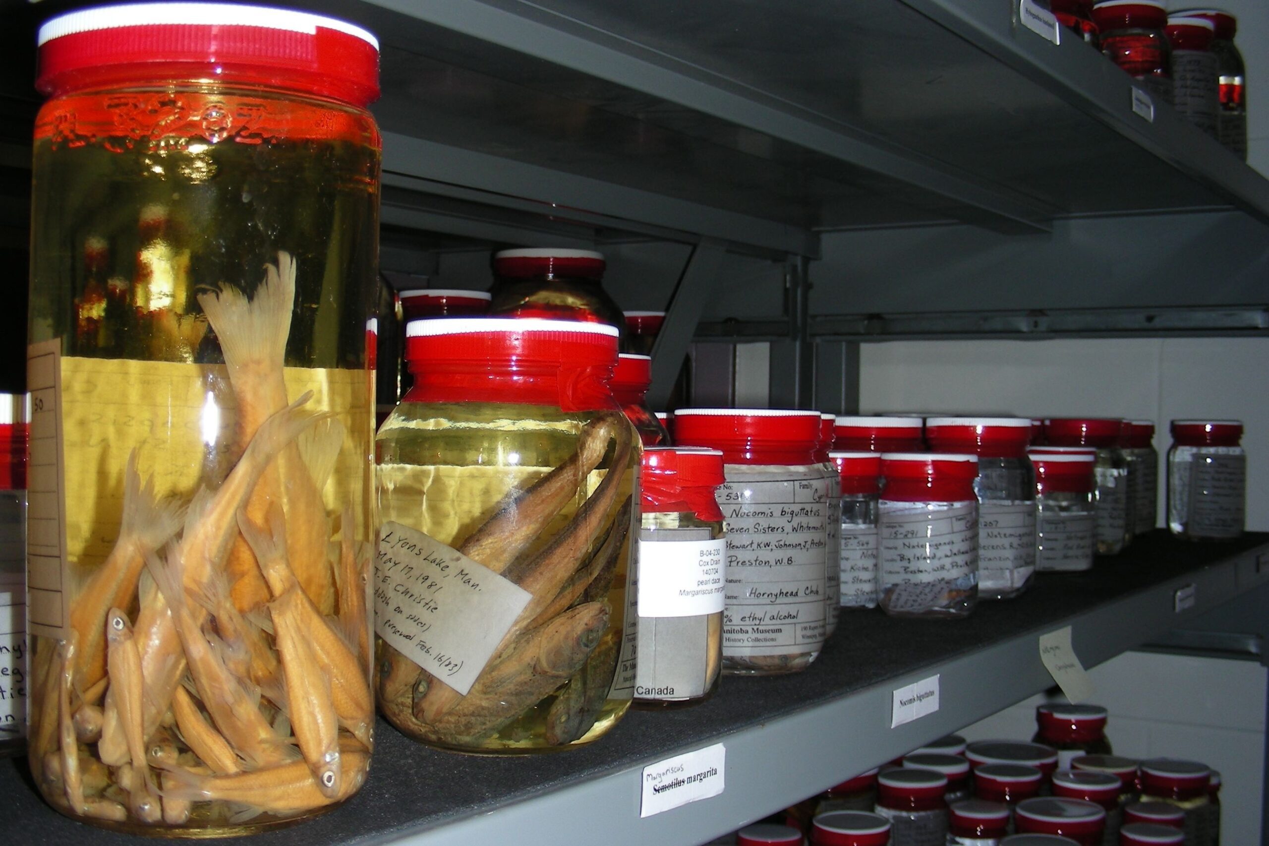A collections storage shelf containing "wet specimens", specimens like fish and reptiles sealed in jars and preserved in liquid.
