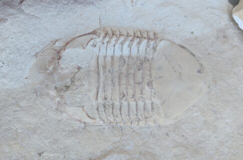 Close-up on a trilobite fossil.