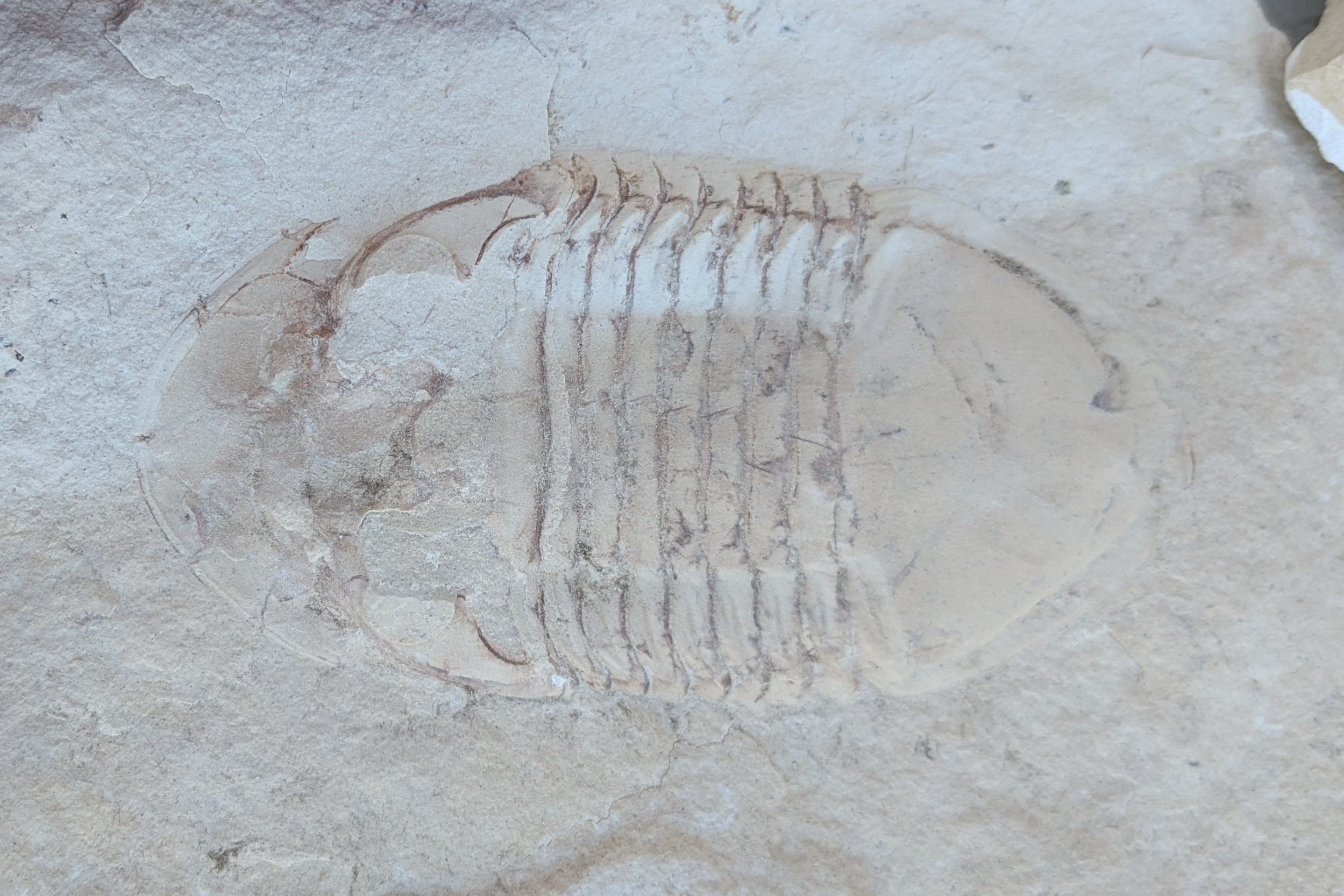 Close-up on a trilobite fossil.