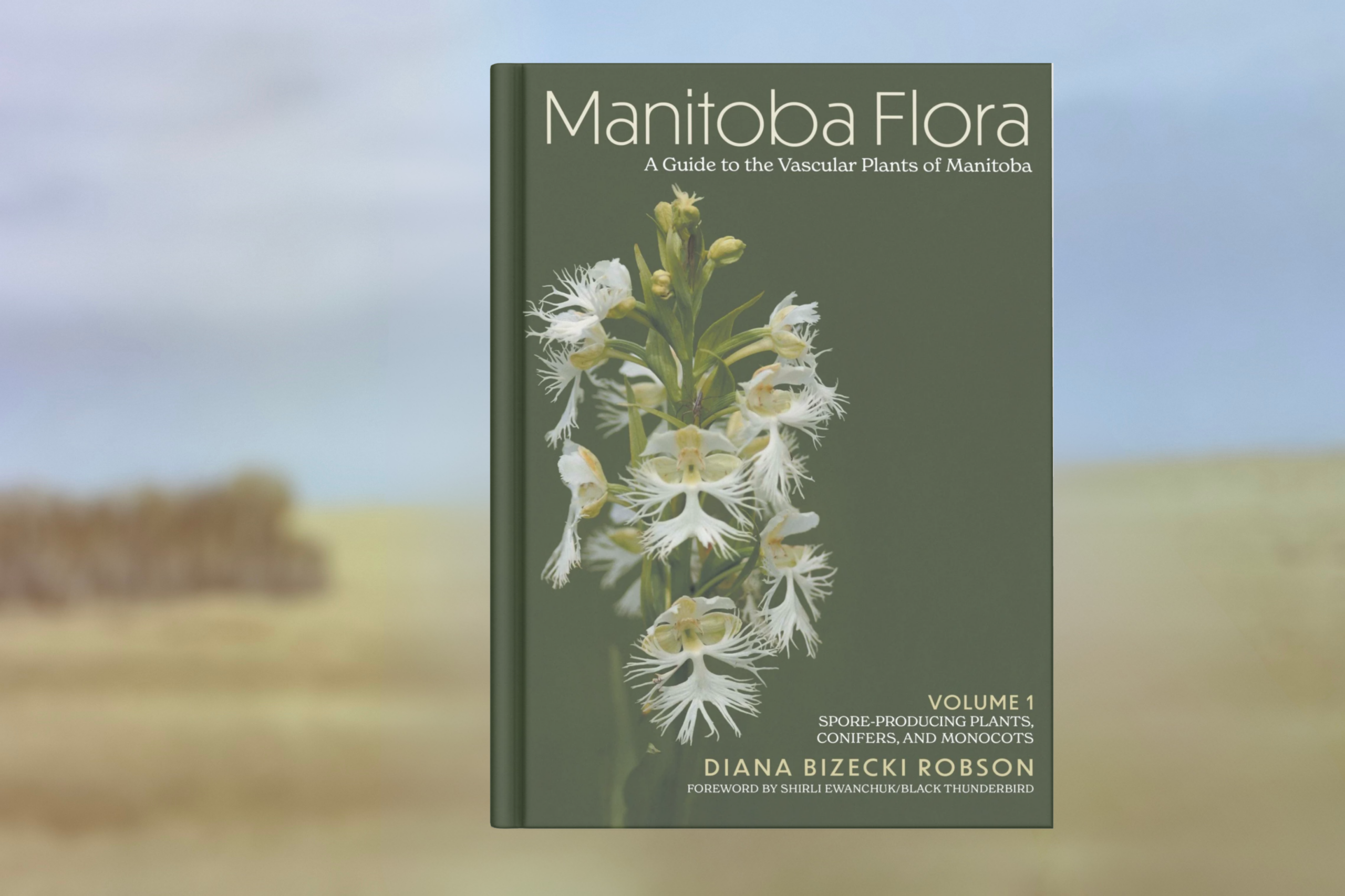 Front cover of Volume 1 of Dr. Diana Bizecki Robson's new publication, "Manitoba Flora: A Guide to the Vascular Plants of Manitoba" with forward written by Shirli Ewanchuk/Black Thunderbird. Book cover is atop a backdrop of an illustrated prairie scene from the Manitoba Museum Prairies Gallery.