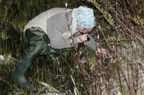 A man in winter hat, coat, and hip waders at night, holding a flashlight in his right hand and reaching under vegetation in a water-filled ditch to capture a very small frog with his bare, left hand.