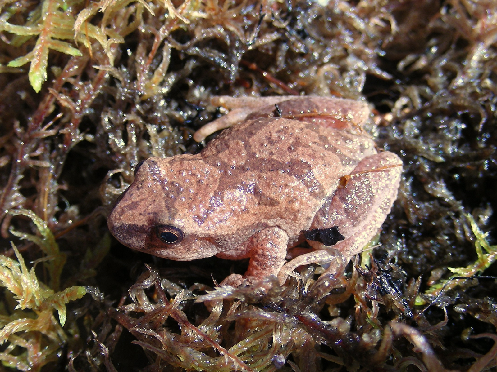 A small brown-beige frog in damp vegetation.