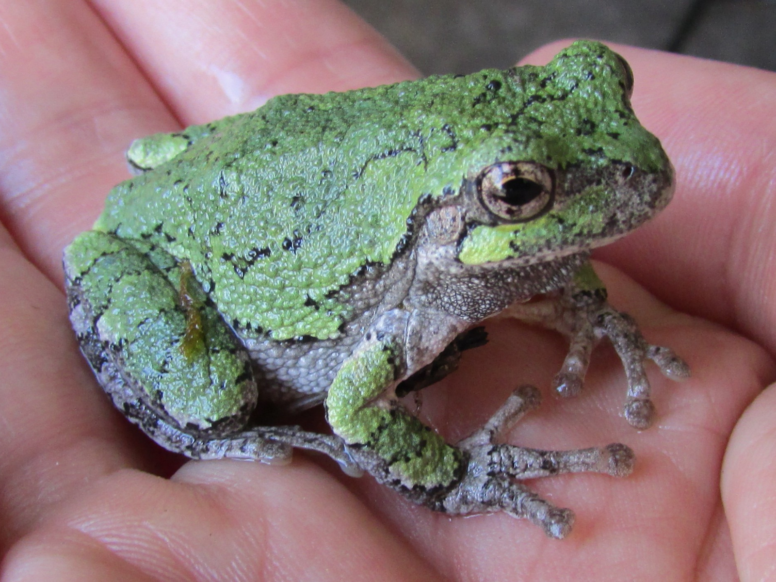 Close up on a small frog sitting on a person's extended hand. The frog is green with grey patches.