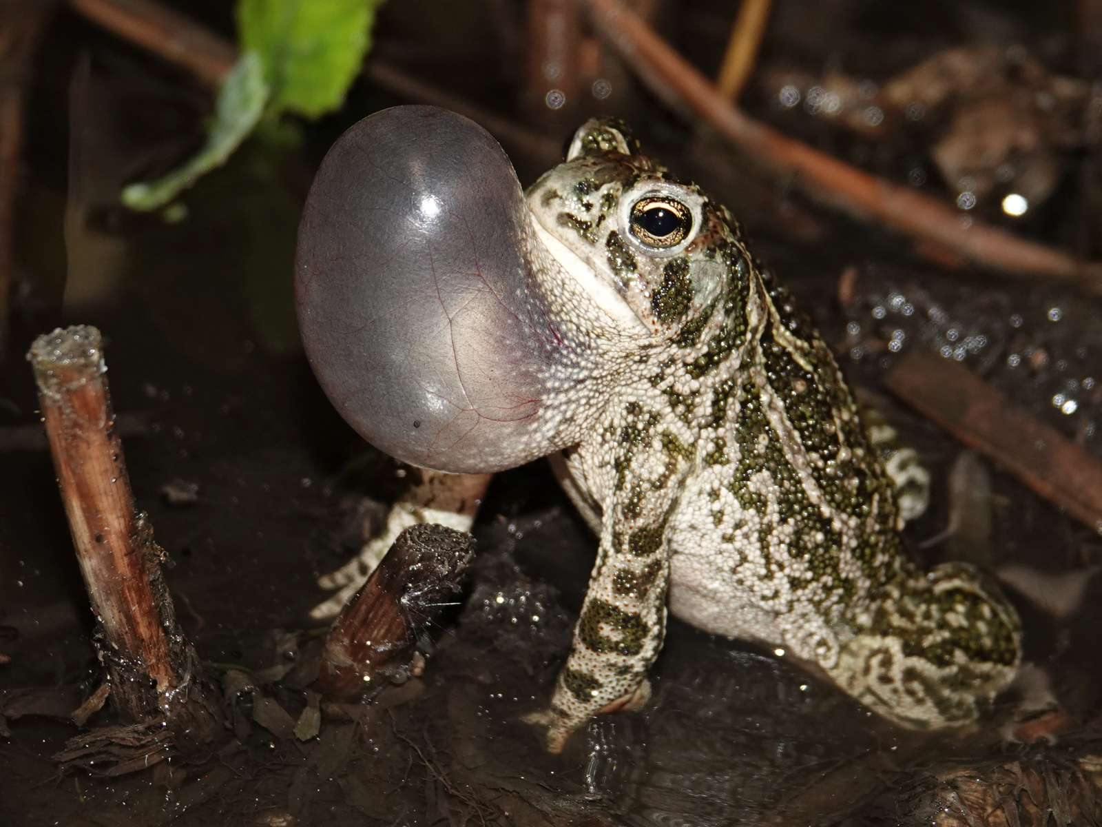 A brown-grey toad in shallow water with its vocal sac expanded into a semi transparent bubble.