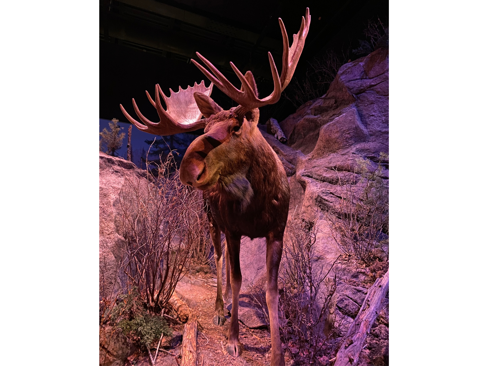A taxidermied bull moose specimen in a diorama depicting a rocky outcropping in the boreal forest.