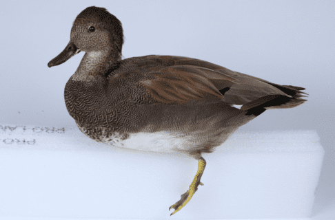 A tawny-coloured Gadwall duck specimen taxidermied in a swimming position and posed on a block of ethafoam for conservation work.
