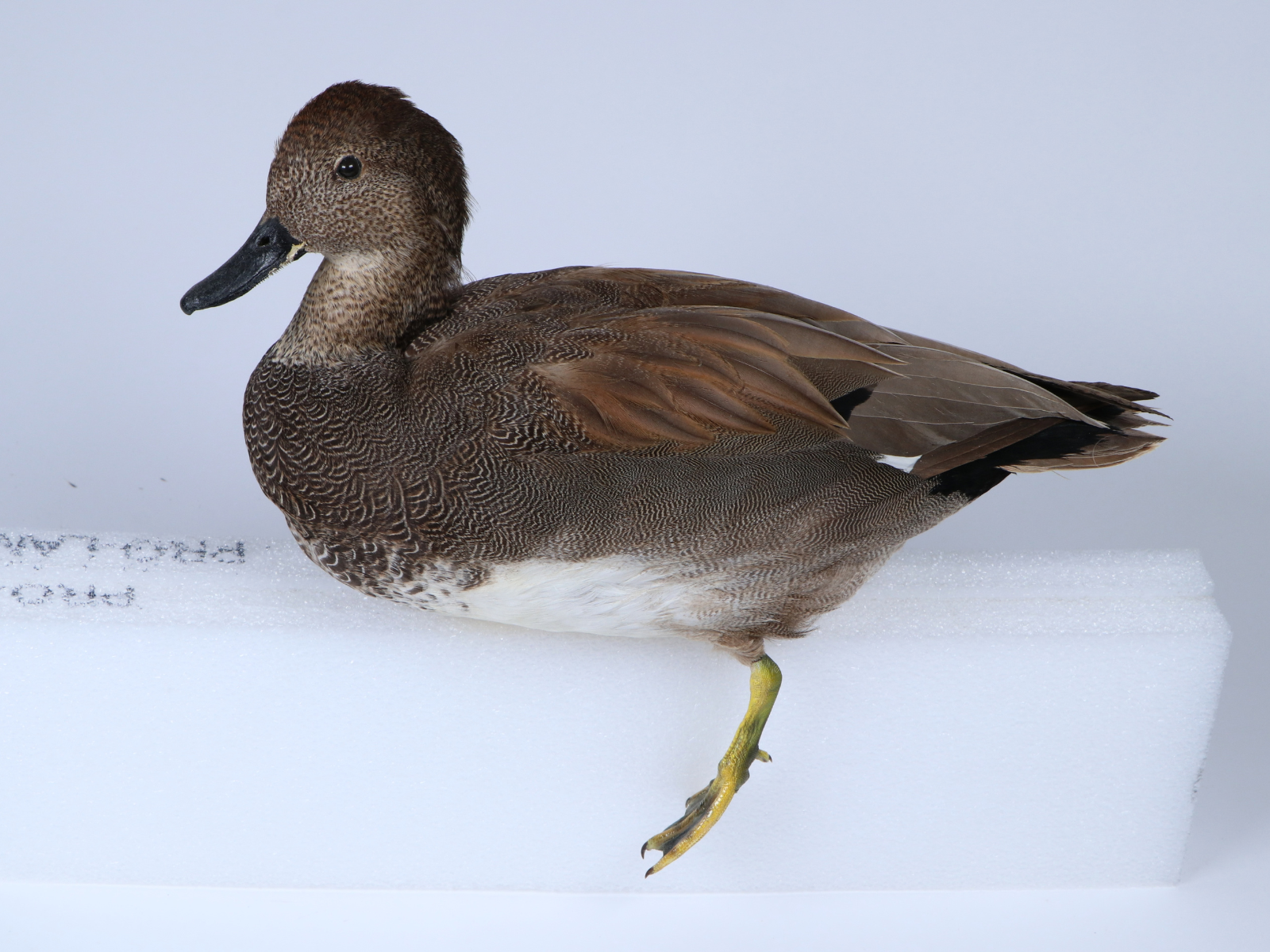 A tawny-coloured Gadwall duck specimen taxidermied in a swimming position and posed on a block of ethafoam for conservation work.
