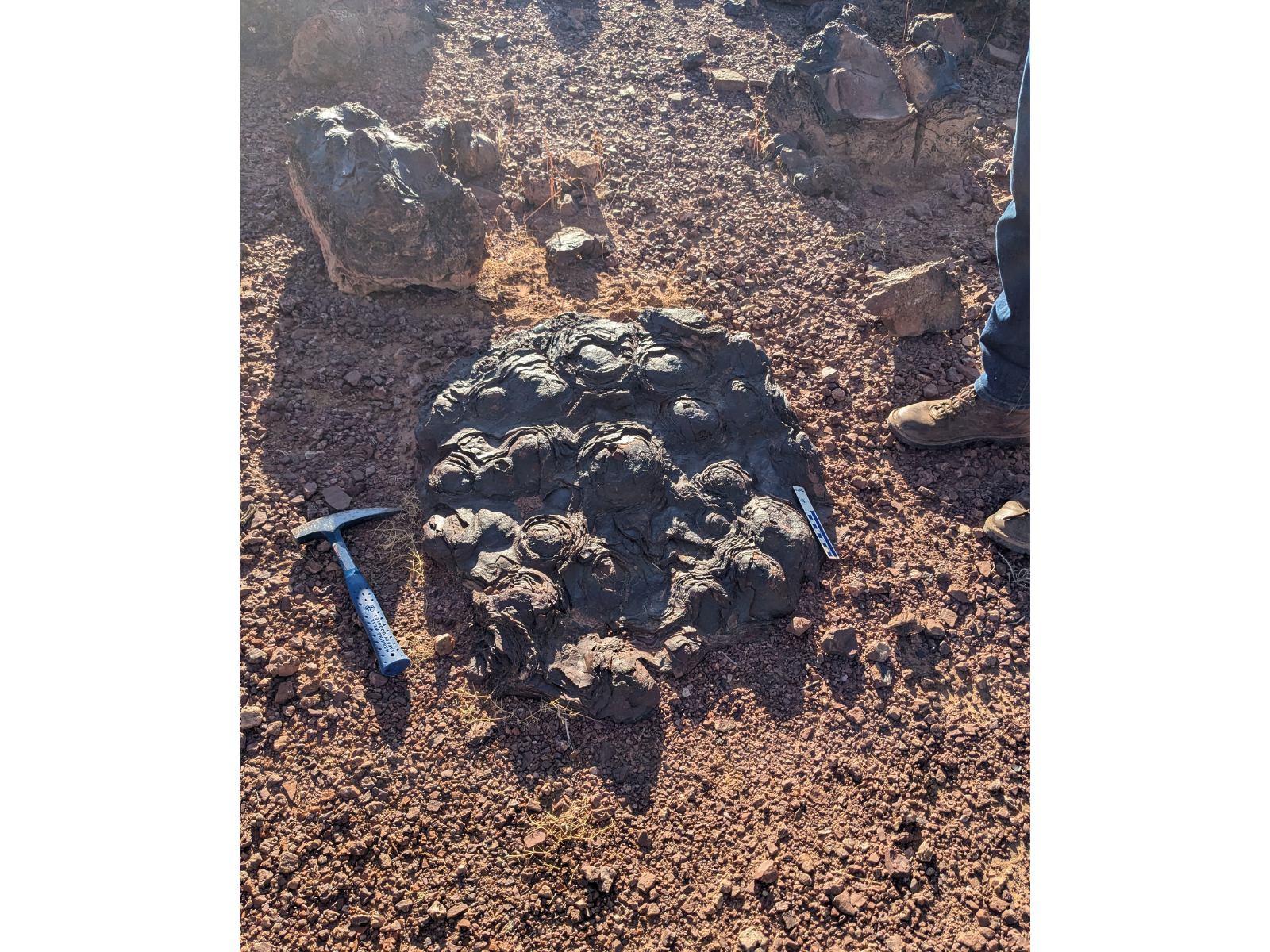 Looking down at a dense cluster of stromatolites embedded in red sandy/rocky ground. To the left of the formation is a blue-handled hand pick for size comparison.