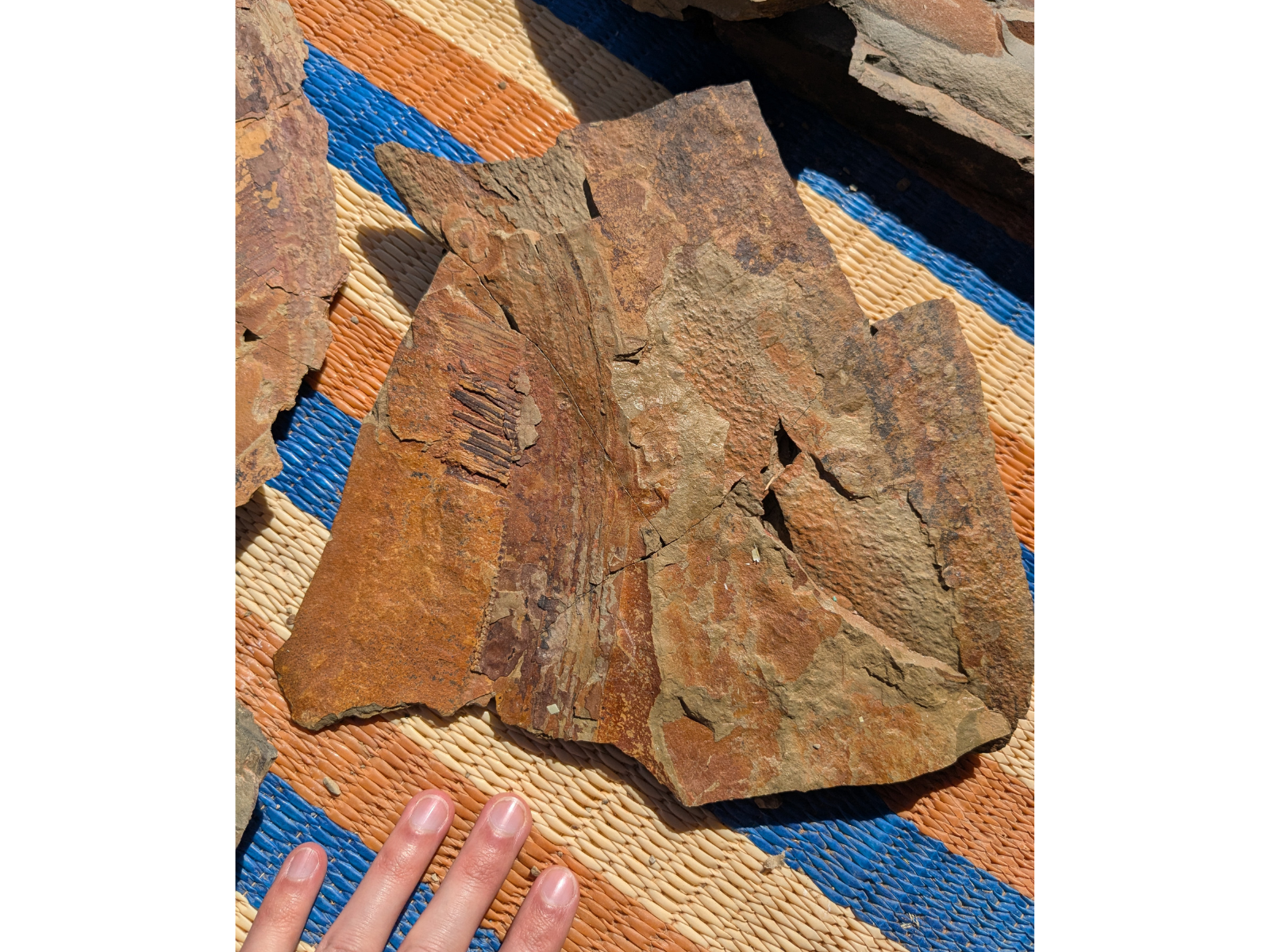 A large Aegirocassis benmoulai fossil on a striped braided may. A person's fingers rest on the mat partially in frame in the lower left corner.