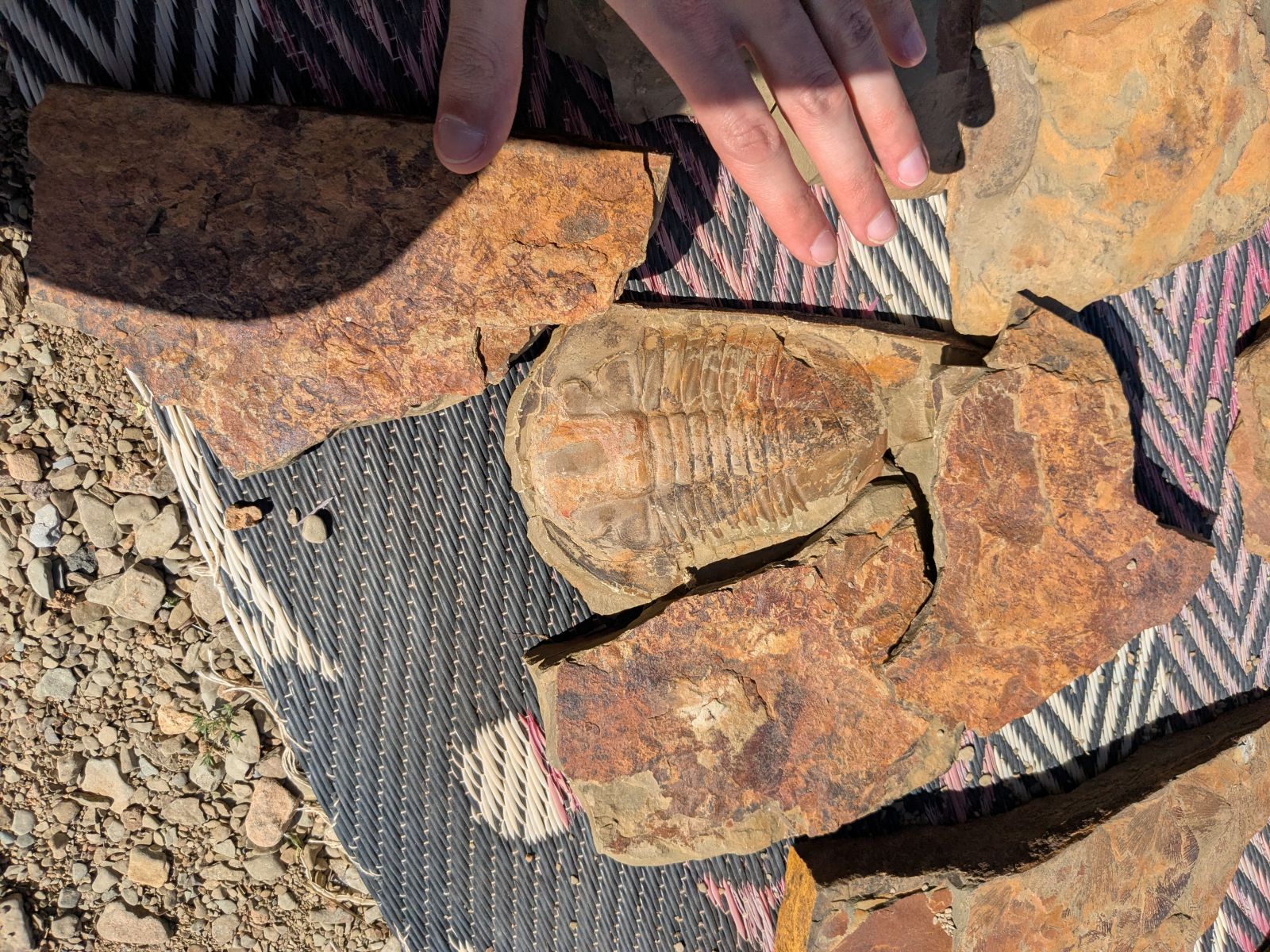 A large trilobite fossil on fabric on a sandy-rocky ground.