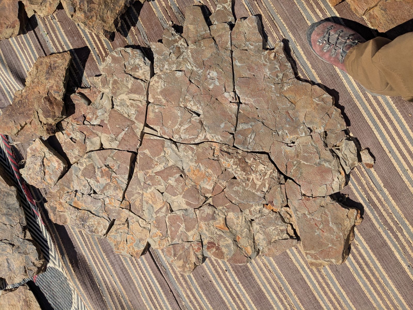 A large slab pieced together from more than a dozen pieces of rock covered in fossils of Araneograptus murrayi.