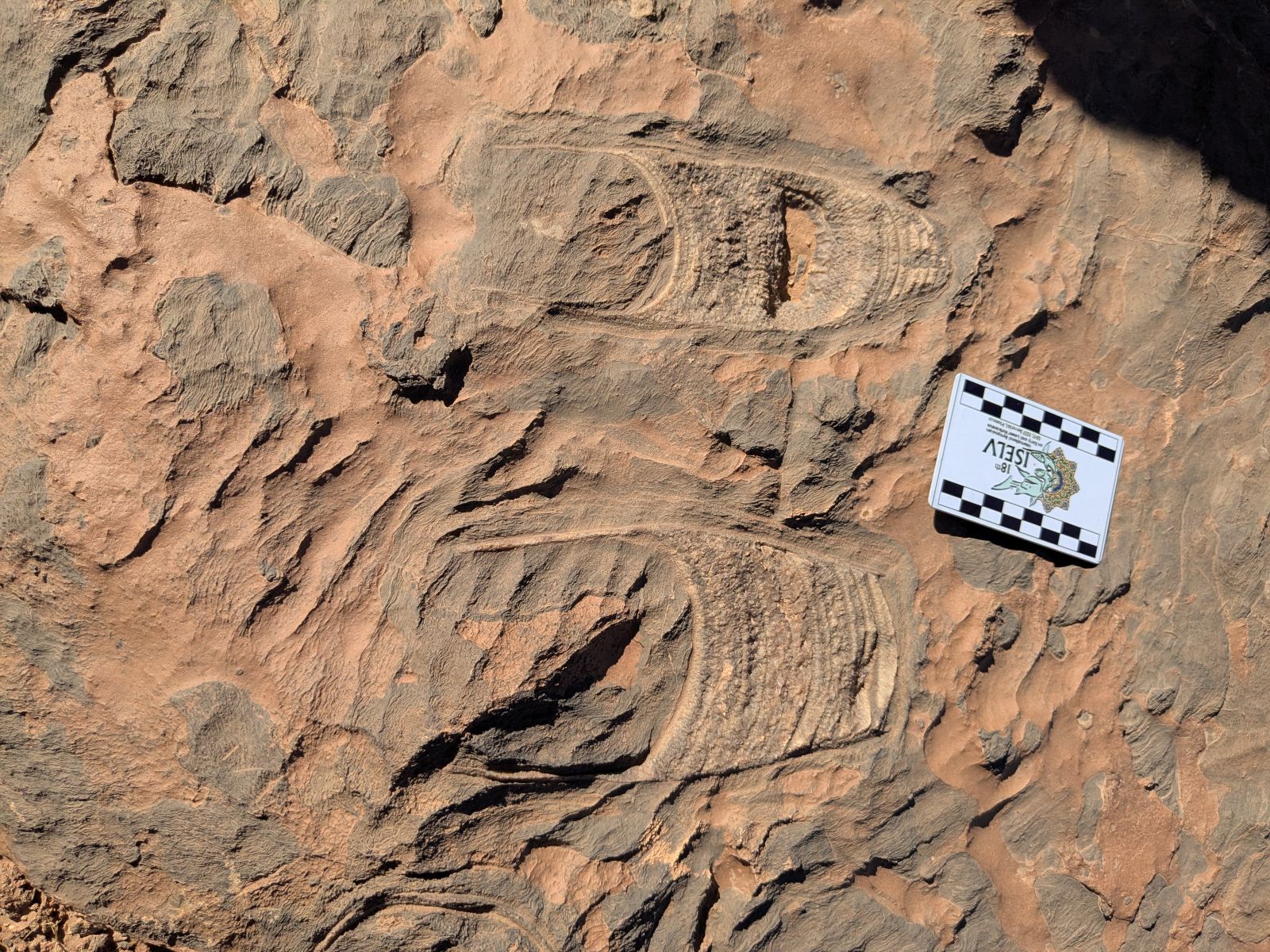 Close up on a rock containing the fossils of two close-together breviconic cephalopod specimens. Between them is a ISELV scale card.