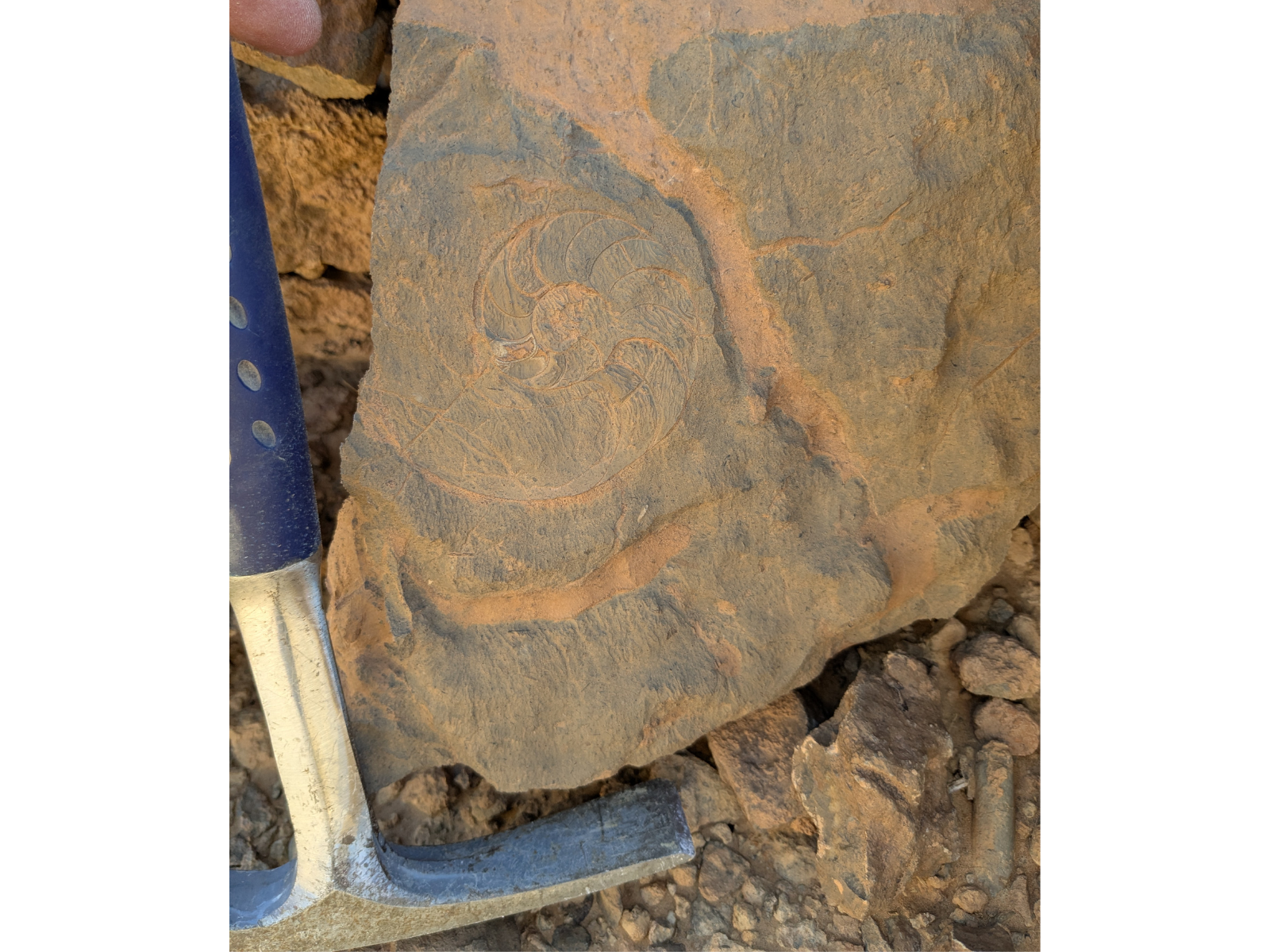 Close up on a enrolled goniatite fossil embedded in an orange-red rock with a hand pic next to the rock in the lower left of frame.