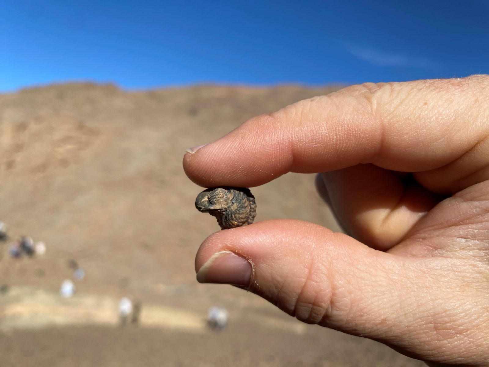 Close up on a hand holding up a enrolled phacopid trilobite fossil.