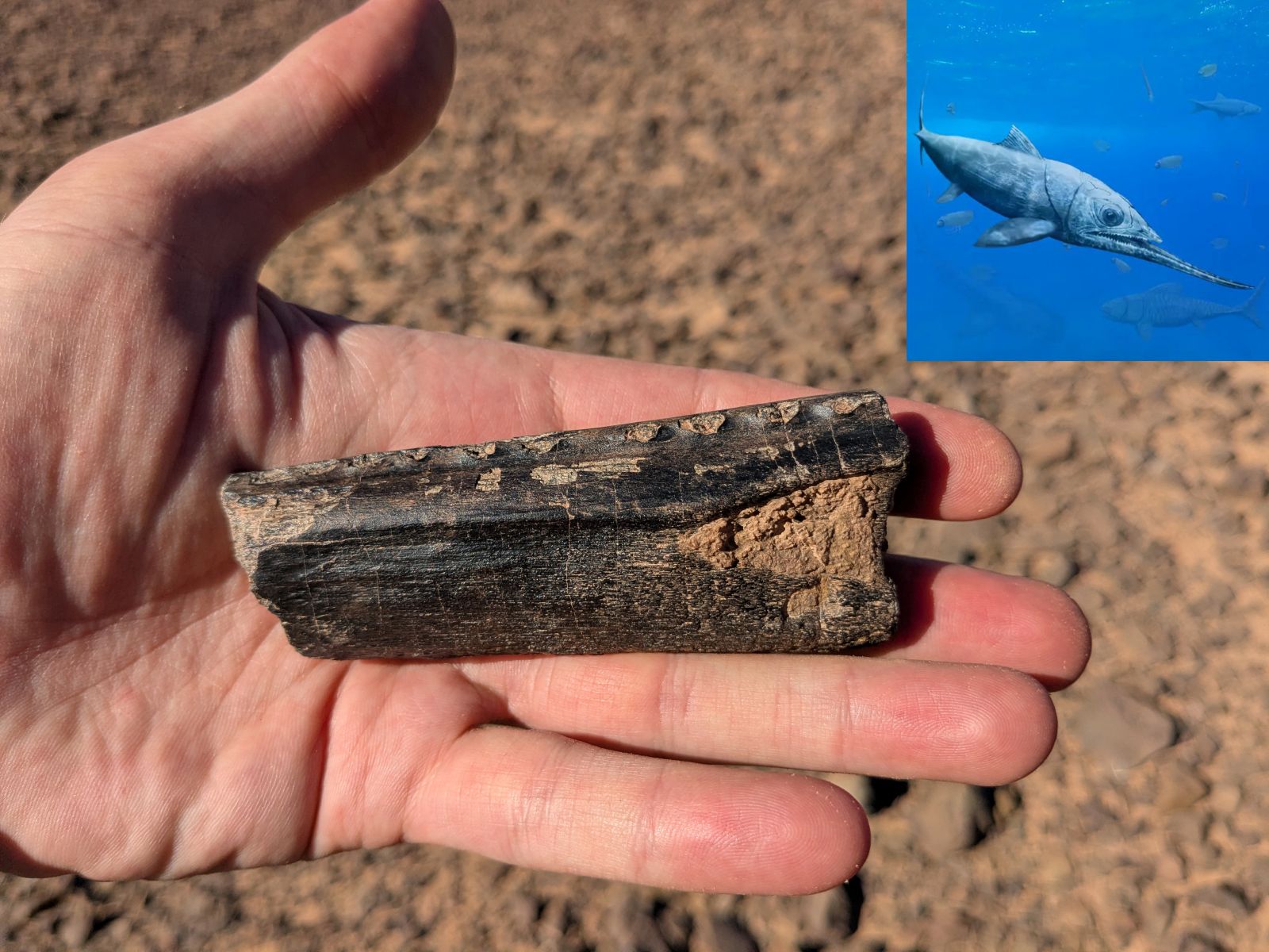 Close-up on a hand holding a section of a tube-like shaped fossil that goes most of the length of the fingers and mid-way into the palm. In the upper right corner a superimposed image showing a recreation of an ancient sea animal with a long pointed lower jaw.