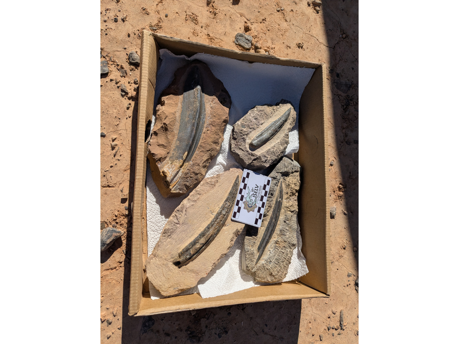 A box containing four spines, each in its own rock, prepared to reveal more of the fossil.