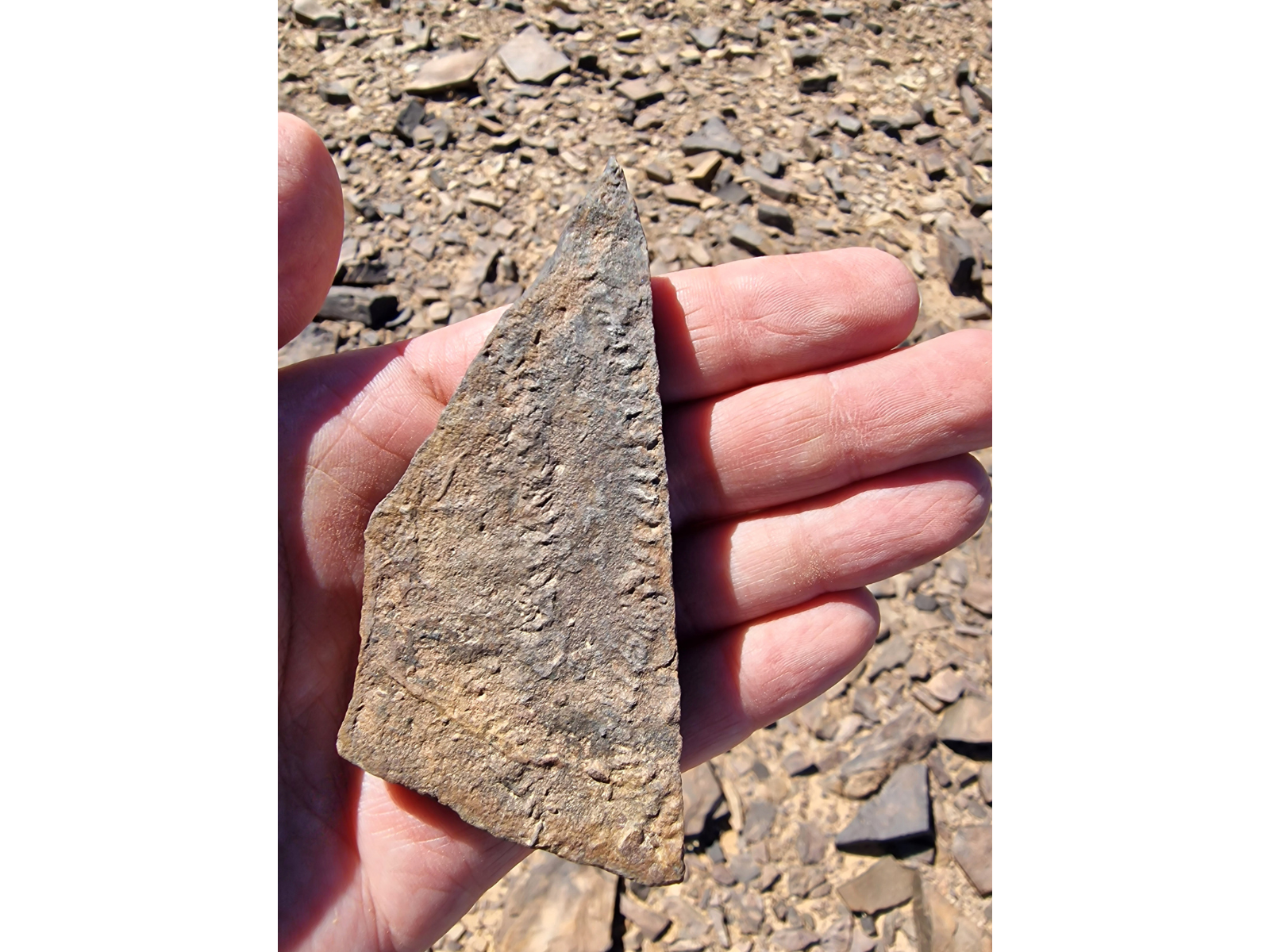 A hand holding out a palm-sized rock showing the fossilized trackway of a trilobite.