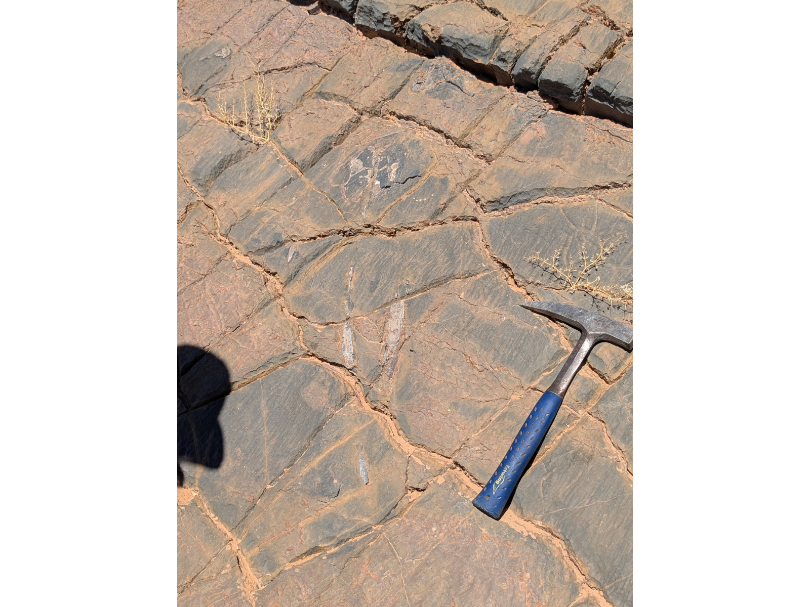 A number of fossils embedded in large limestone slabs with a hand pick placed on the right for scale.