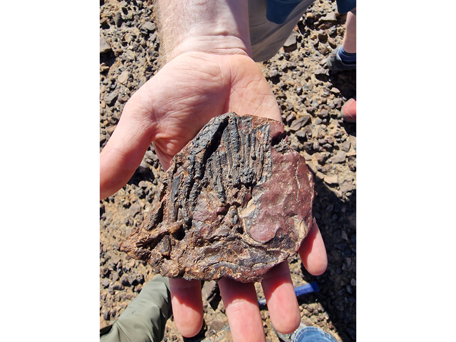 Hand holding out a palm-sized rock containing a fossilized shark fin.