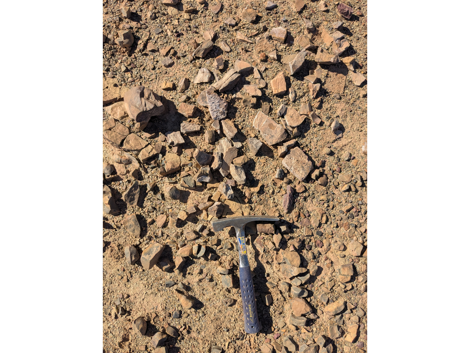 Looking down to a dozen or so fragments of rock containing Dunkleosteus fossils, with a hand pick placed below for scale.