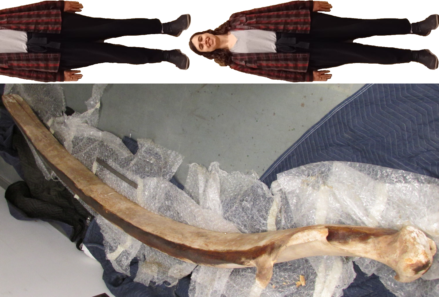 An image looking down from above a large jaw bone resting on the ground on opening wrappings of bubble wrap and packing quilts. Above the image are two photos of Collections Technician Aro, lined up to scale, with her head cropped off in the second image just below the shoulders.