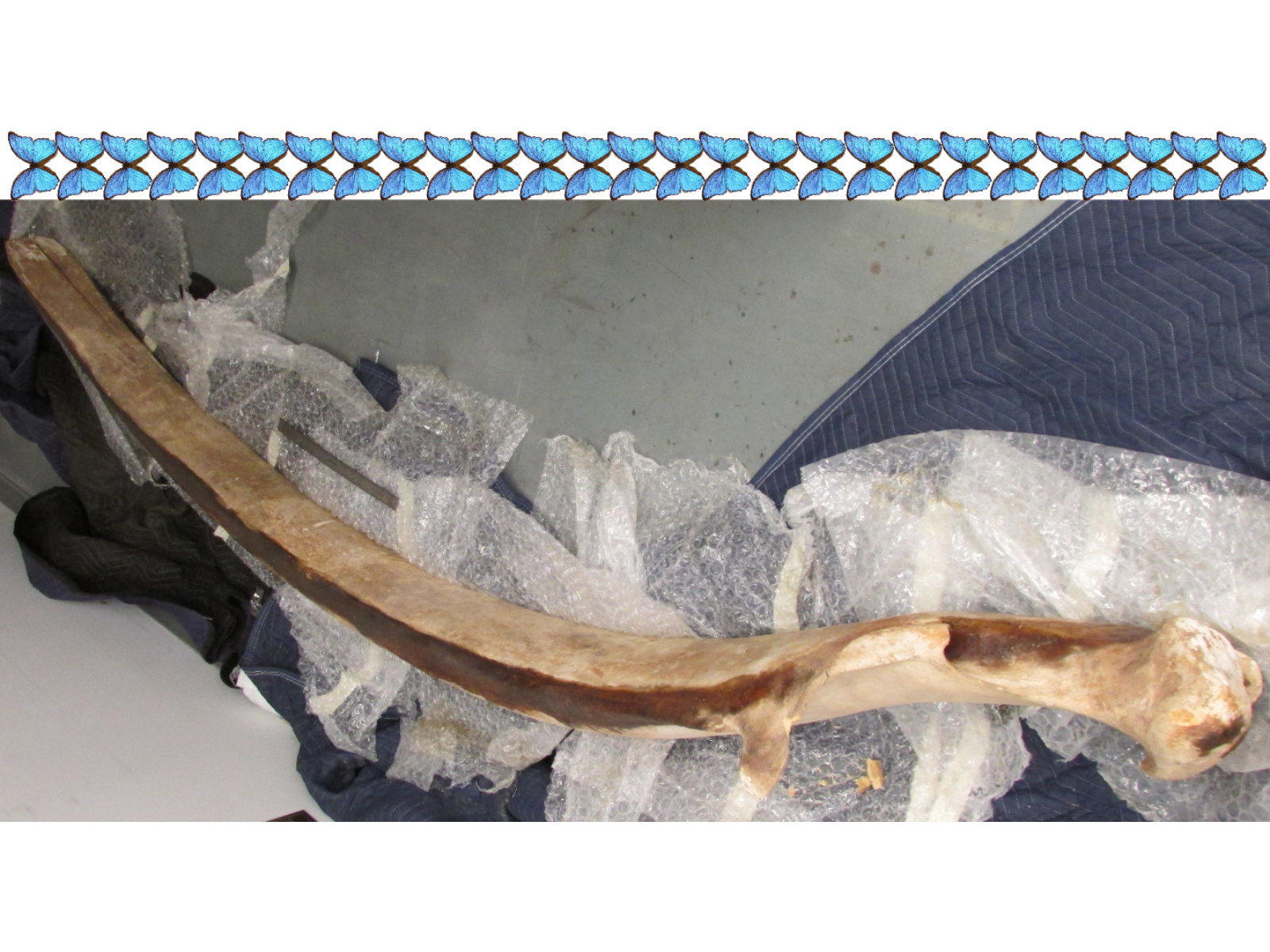 An image looking down from above a large jaw bone resting on the ground on opening wrappings of bubble wrap and packing quilts. Above the image are 27 blue morpho butterflies lined up to scale.