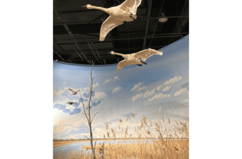 Diorama depicting a marsh with reeds and leafless trees. Two taxidermized swans are suspended from above in flight positions. The mural behind the diorama shows the marsh stretching further into the distance.
