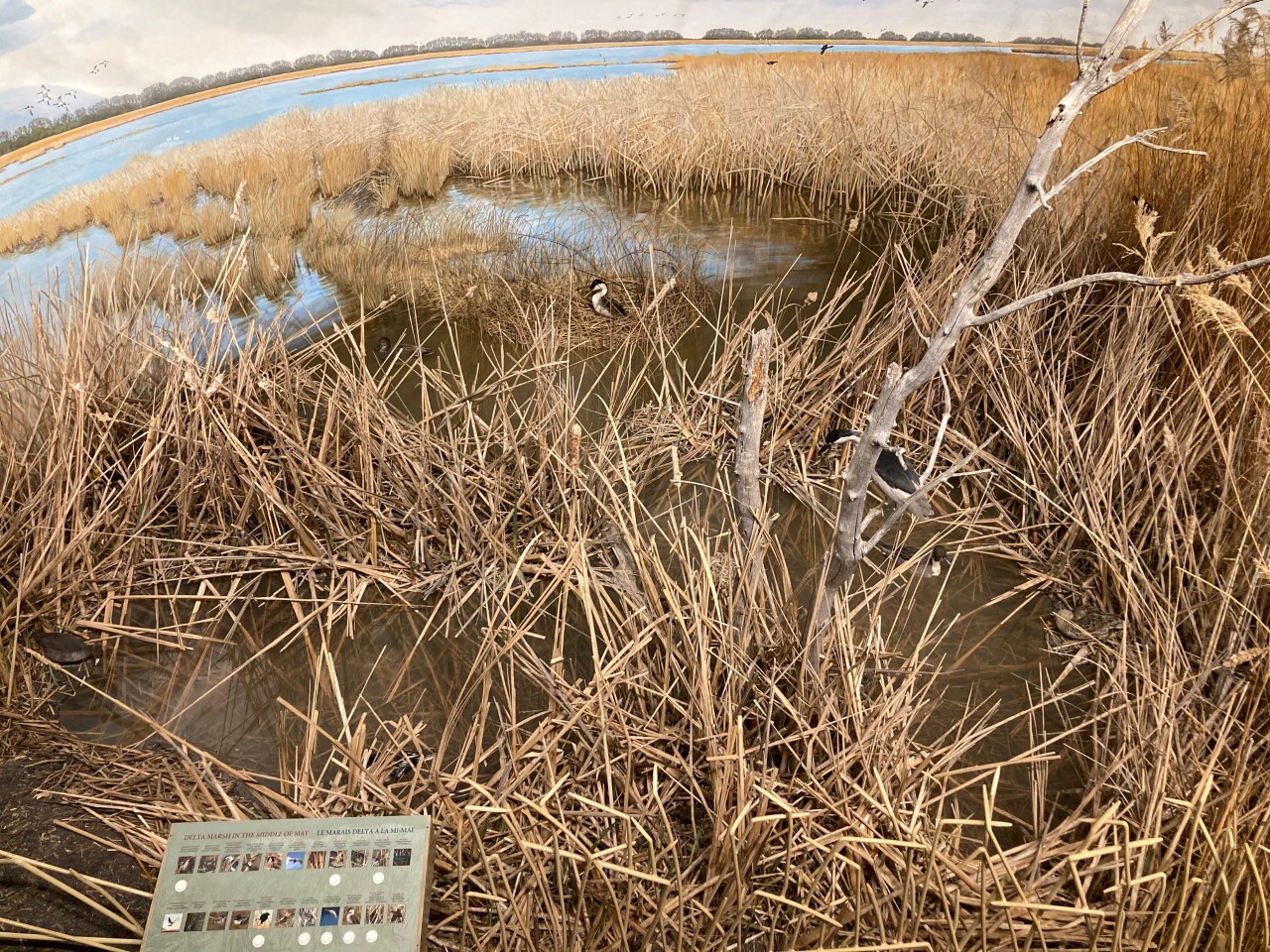View looking down into Manitoba Museum Delta Marsh diorama. Amongst reeds and marsh are taxidermized specimens of a variety of animals living in the marsh, such as birds and frogs. In the lower left corner is a exhibit panel with photographs of the animals and buttons to hear their call.