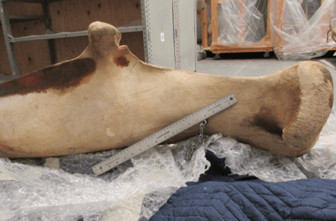 A large jaw bone partially unwrapped from bubble wrap and packing blanket, with a 18-inch long ruler resting near it for scale.