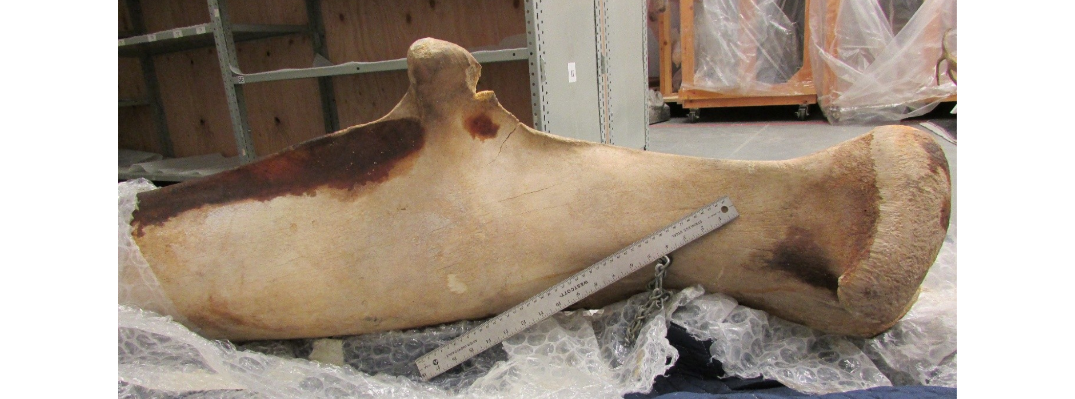 A large jaw bone partially unwrapped from bubble wrap and packing blanket, with a 18-inch long ruler resting near it for scale.