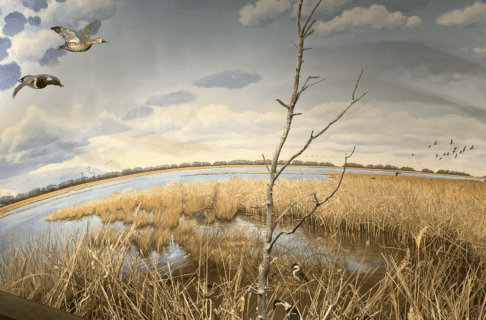 Diorama depicting a marsh with reeds and leafless trees. Among the reeds are various wildfowl and frogs and toad specimens. Two taxidermized birds are hung from above in flight positions. The mural behind the diorama shows the marsh stretching further into the distance.