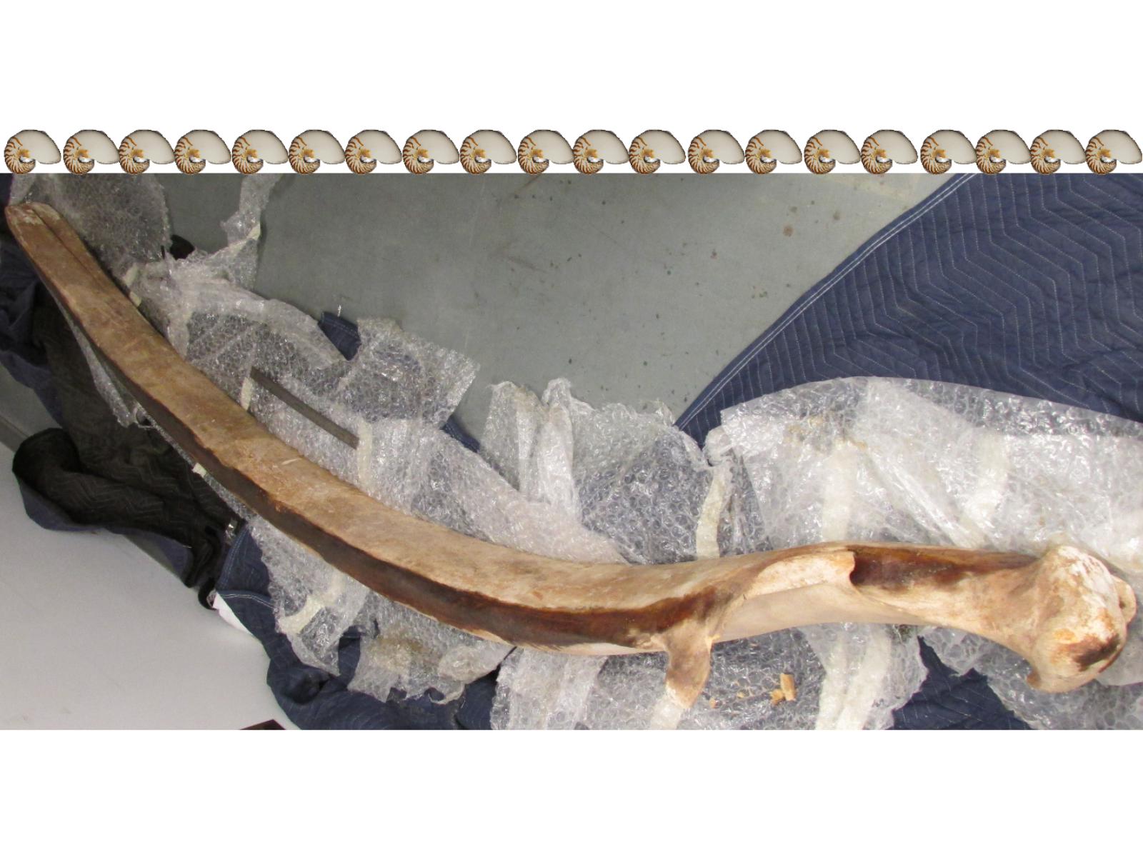An image looking down from above a large jaw bone resting on the ground on opening wrappings of bubble wrap and packing quilts. Above the image are 20 spiraling chambered nautilus shells lined up to scale.