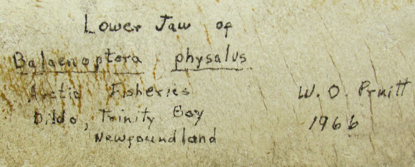 Close up on handwriting on a worn cream-coloured background. Writing reads, "Lower Jaw of Balaenoptera physalus / Arctic Fisheries / Dildo, Trinity Bay Newfoundland / W.O. Pruitt 1966".