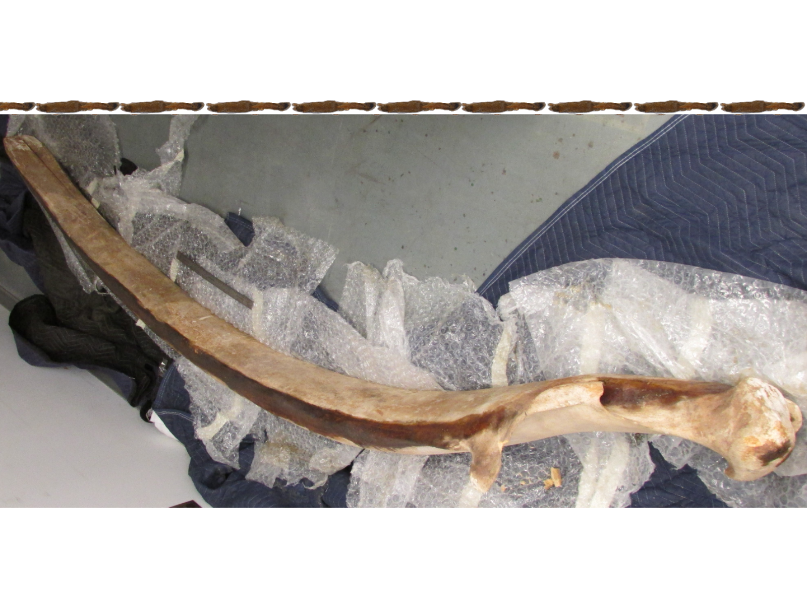 An image looking down from above a large jaw bone resting on the ground on opening wrappings of bubble wrap and packing quilts. Above the image are 10 American red squirrel specimens lined up to scale.