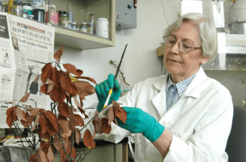 An older woman wearing a white lab coat and teal gloves painting the leaves of a cutting of a plant.