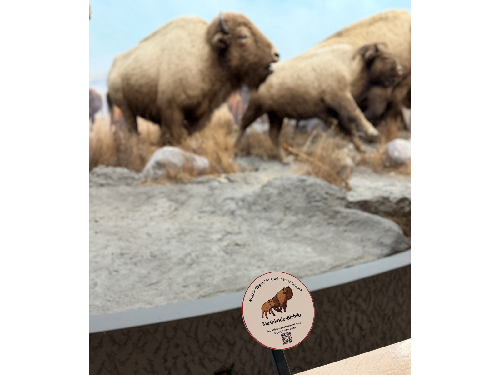 Circular sign on a handrail with a illustration of two bison. Text on the sign reads, "What is "Bison" in Anishinaabemowin? / Mashkode-Biziki / Play Anishinaabemowin with Amik language game online". Out of focus in the background is the iconic Manitoba Museum bison diorama.