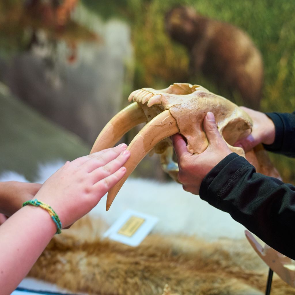 Two hands reach into frame from the left side to touch a saber tooth cat skull held out by a pair of hands from the right.