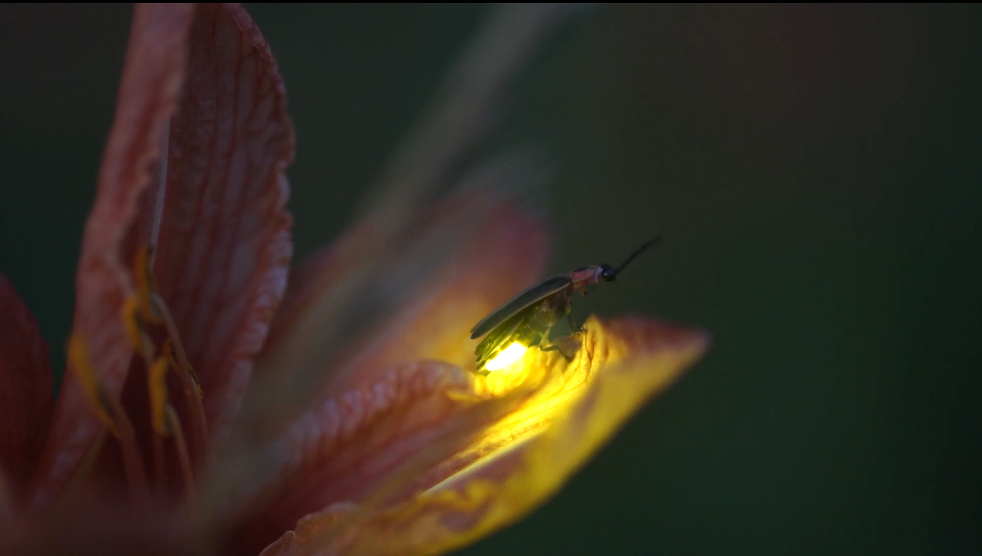 A firefly with its light shining brightly perched on the petal of a pinky-red flower.