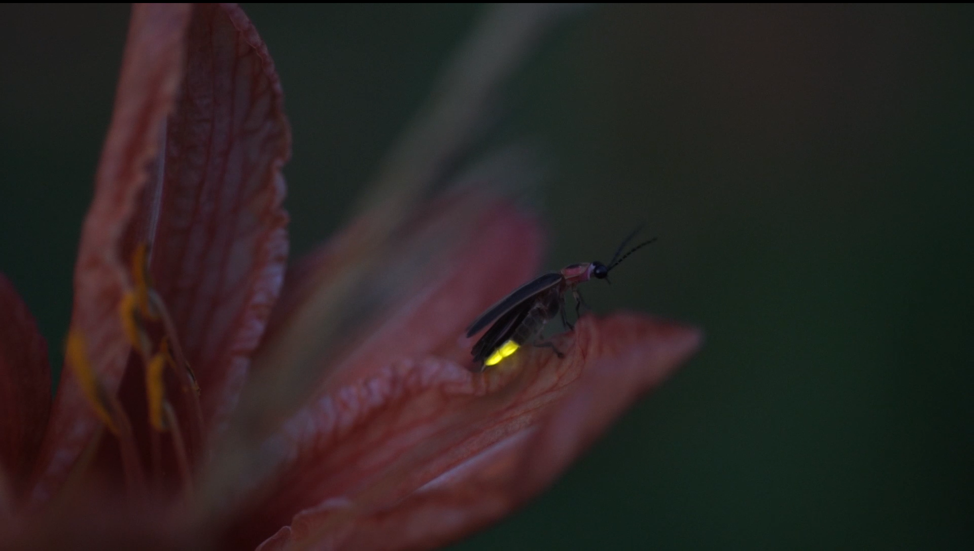 A firefly with its light shining dimly, showing the two distinct sections that light up on the underside of the abdomen. The firefly is perched on the petal of a pinky-red flower.