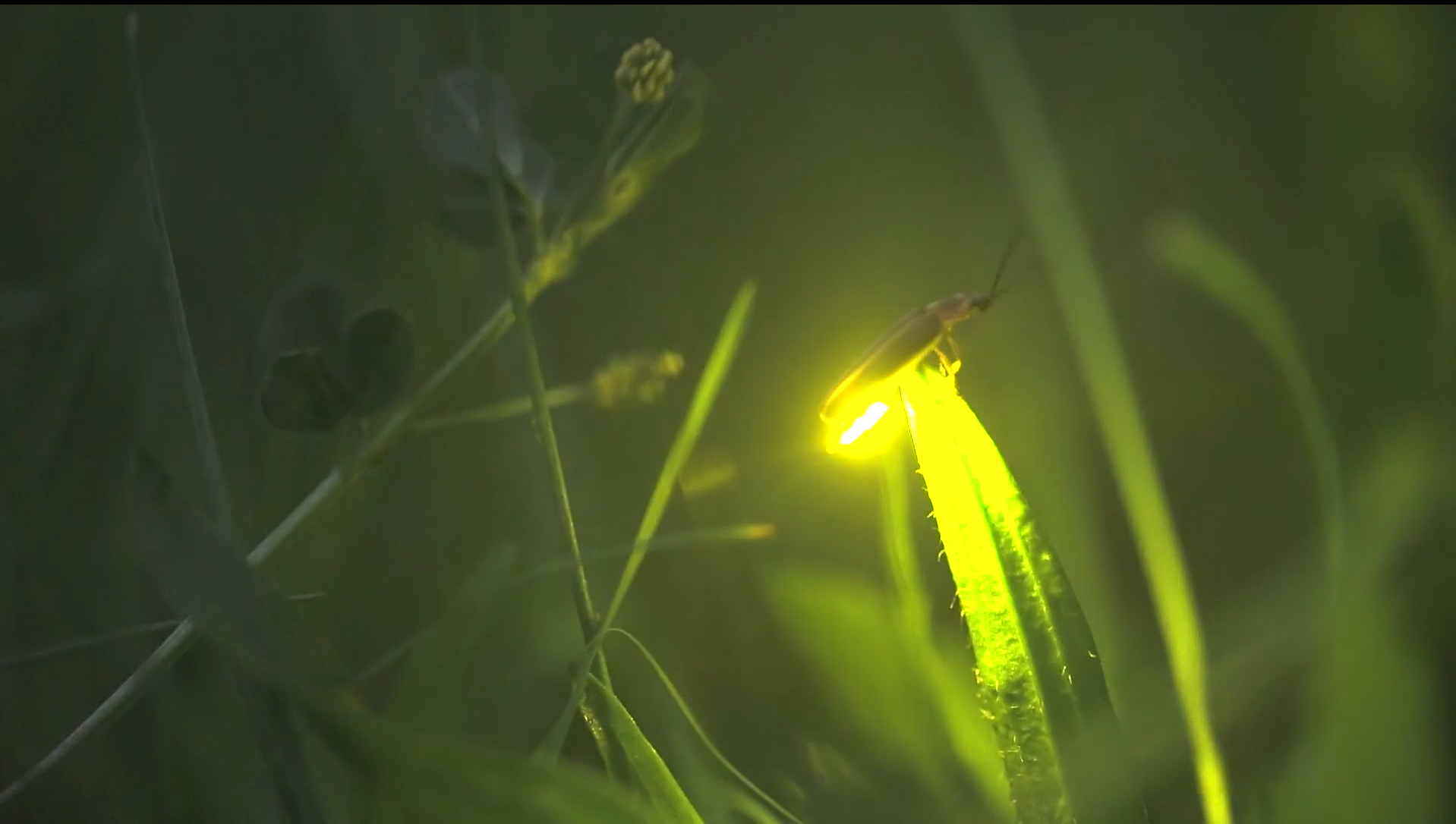 A firefly with its light shining brightly perched on a blade of grass.